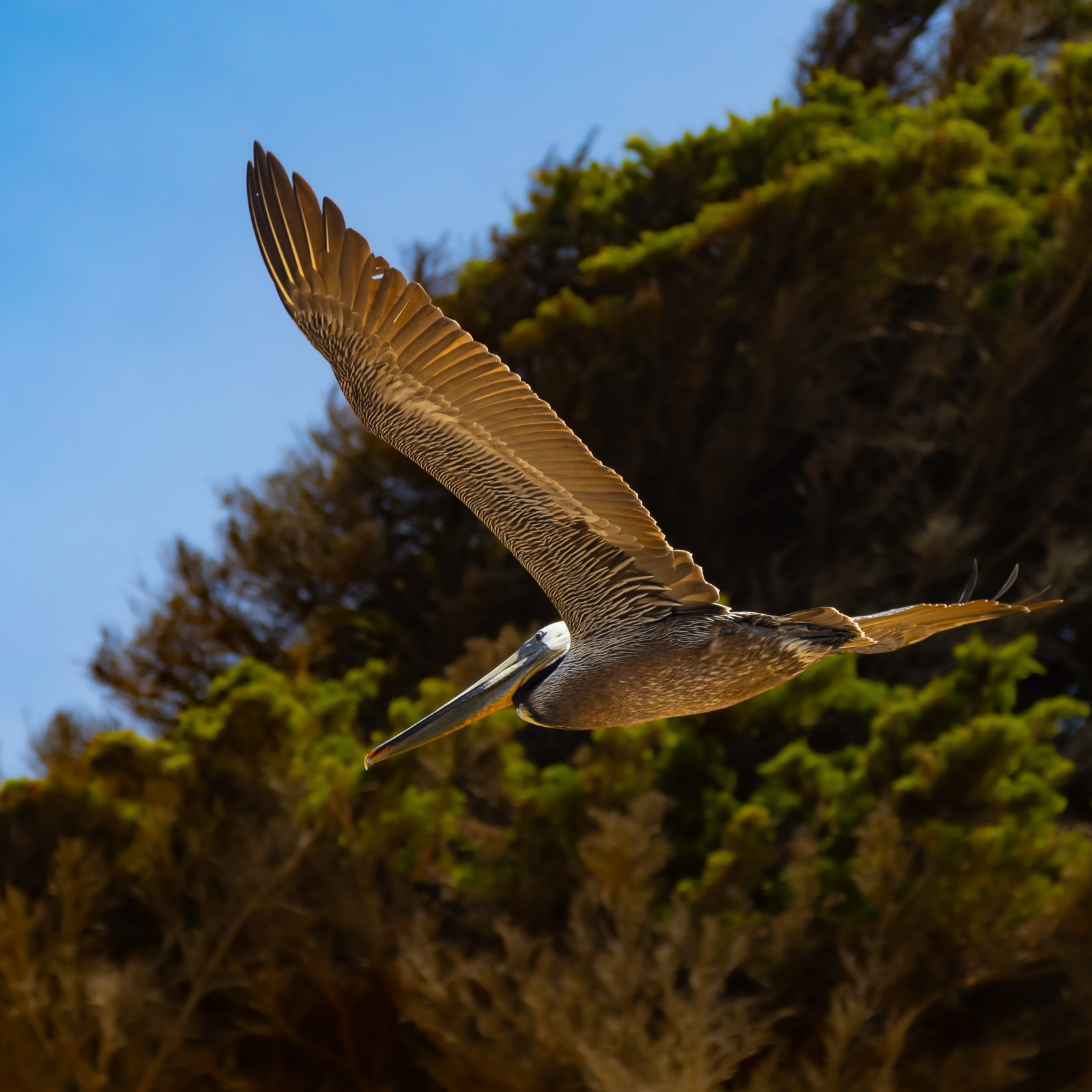 Brown pelican in full flight over Greyhound Beach, California