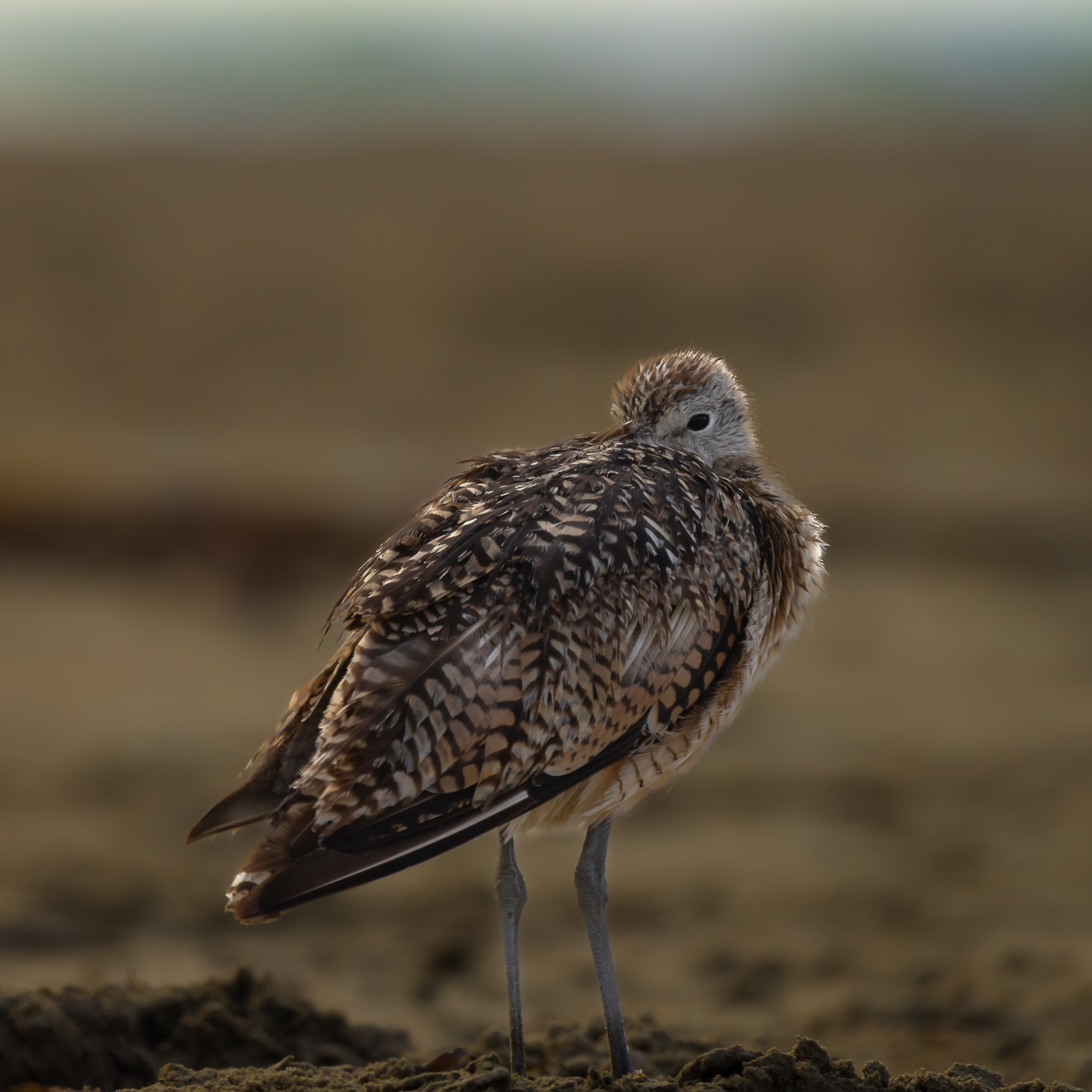 Long-billed curlew resting on the shore at Morro Bay