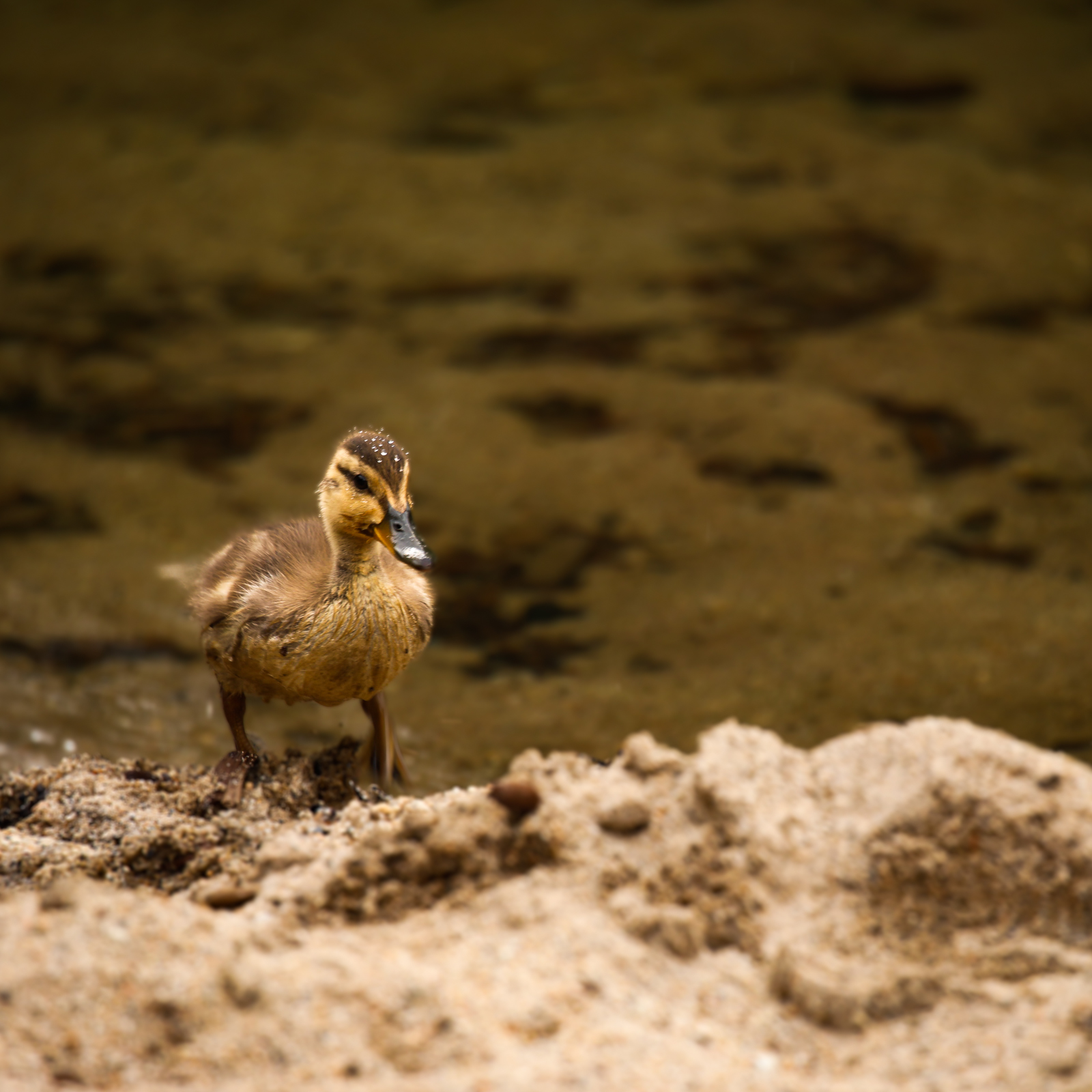 Duck on the River