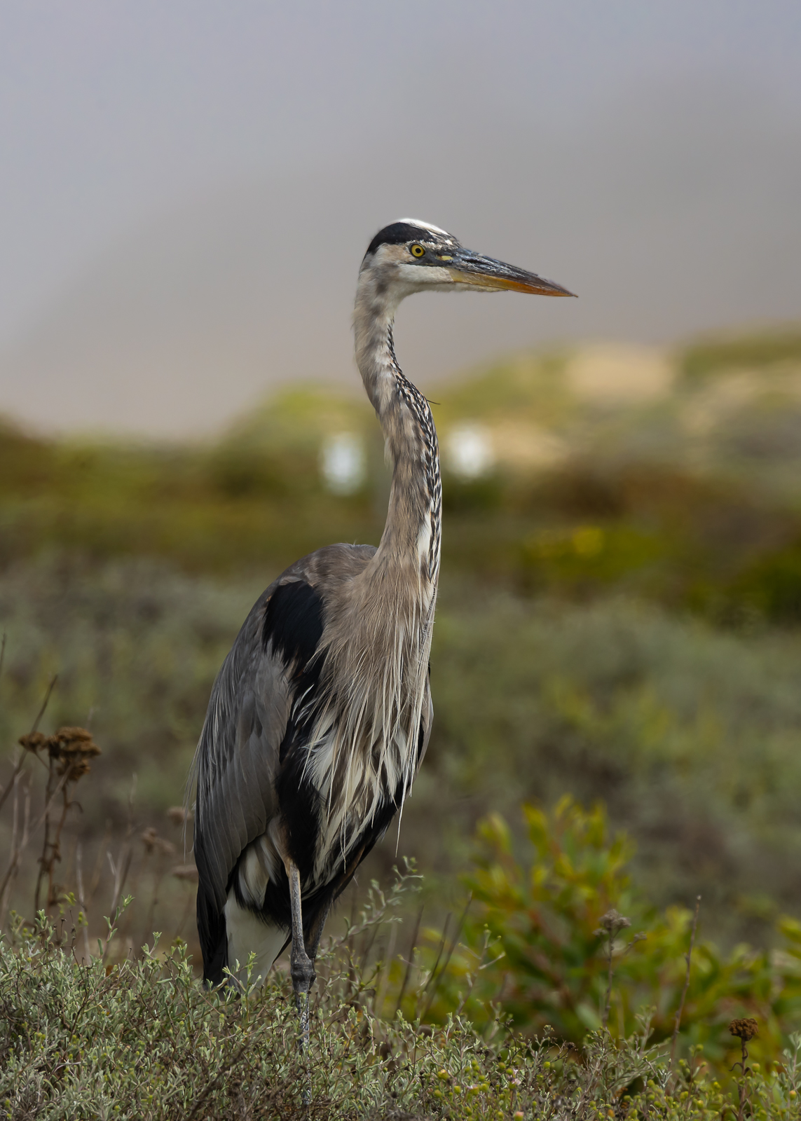 Great Blue Heron